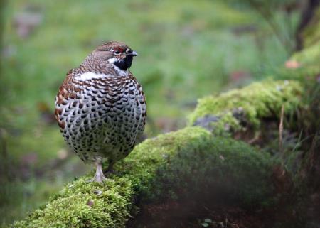 gozdni_jereb_TMihelic-scaled